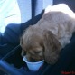 Tomando agua en el carro de nuevo.